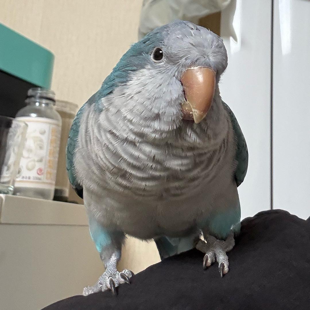 爱吃荆芥(工资不高版)