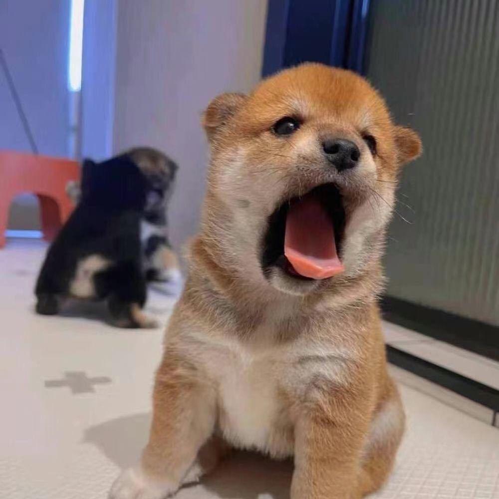 咸鱼鸽