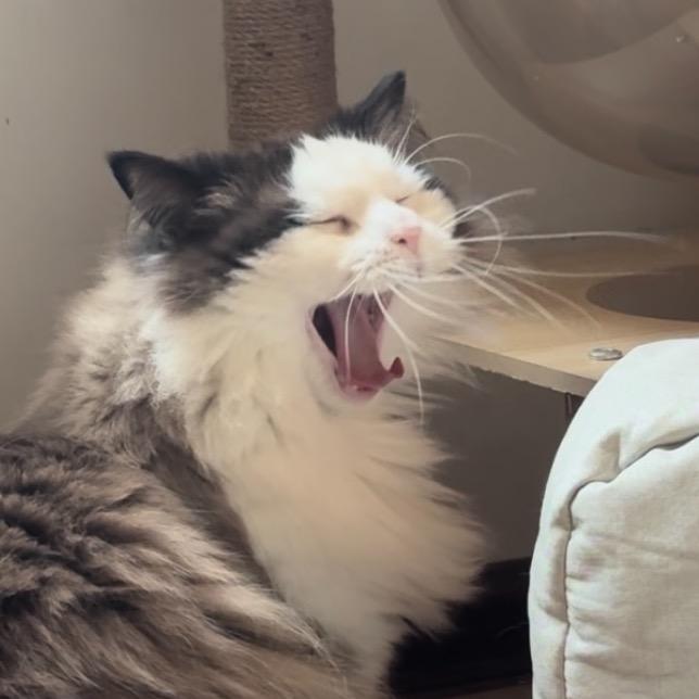 香椿芽嘴超大🐱