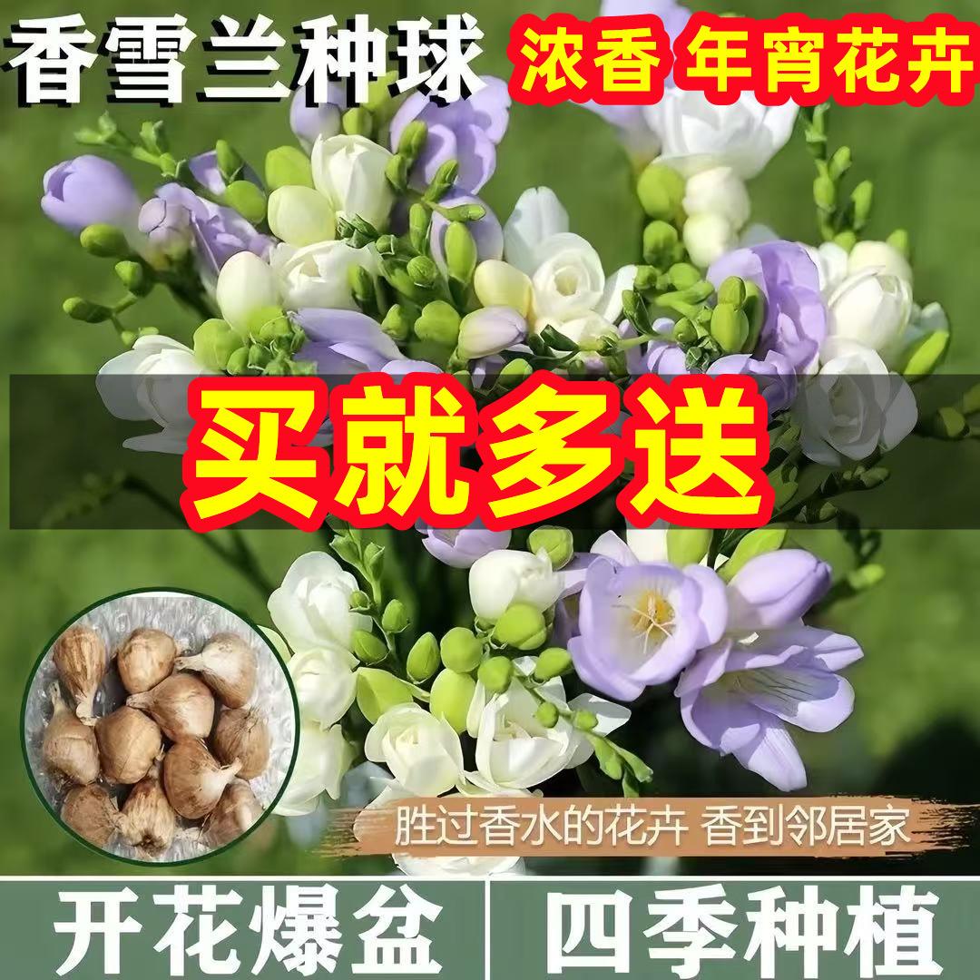 广东花卉园艺店