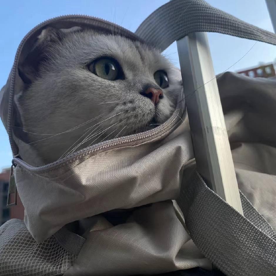 吃了猪头的蛤蟆🍼