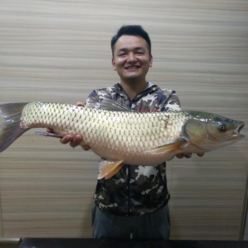 逆流鱼