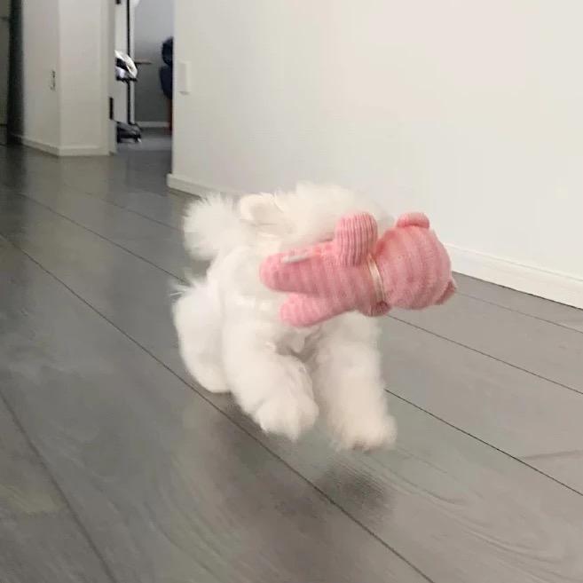 兔子妹妹🐰