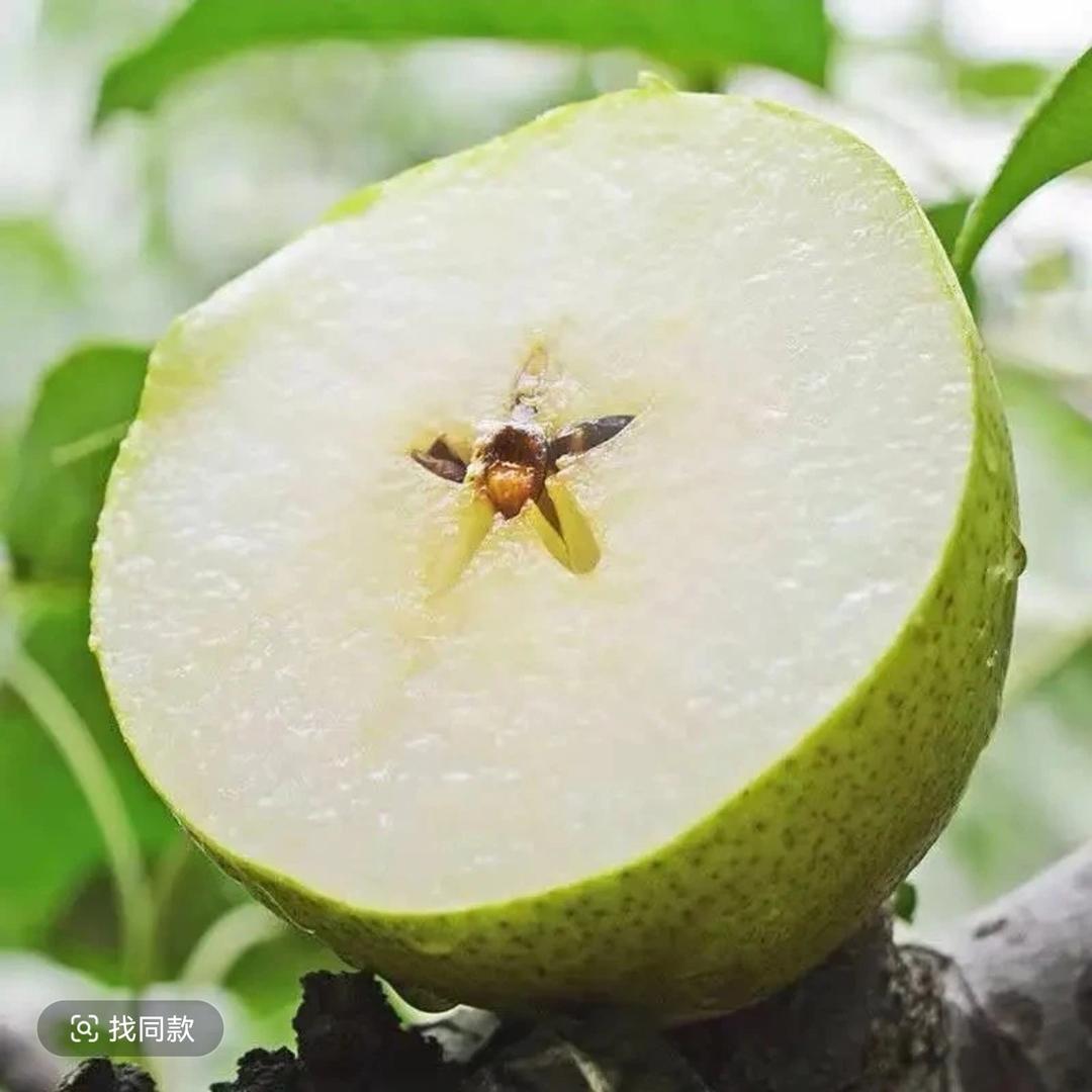 相见梨🍐