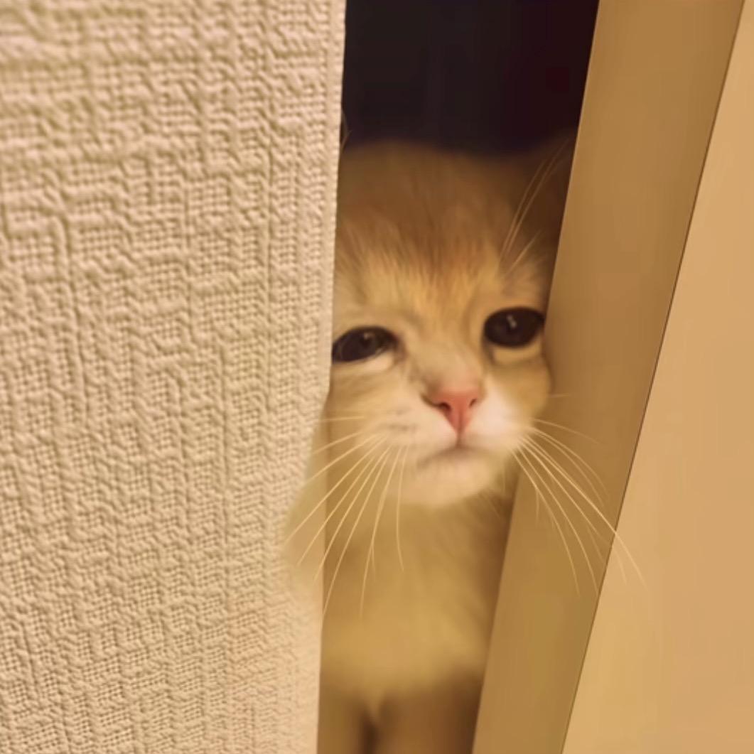 苗苗.