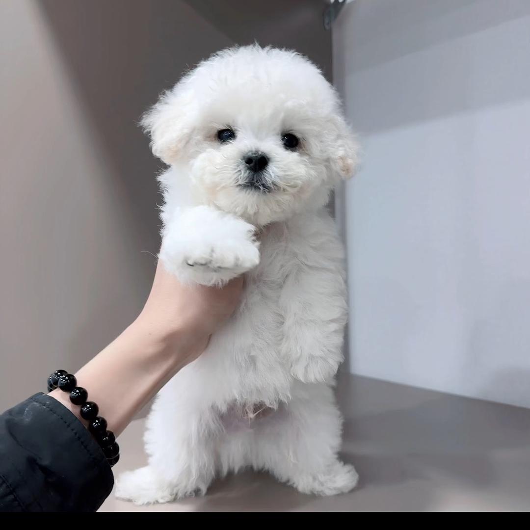 保定友间宠物