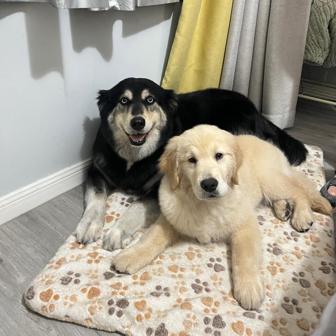 🐕‍🦺妞妞是个串儿