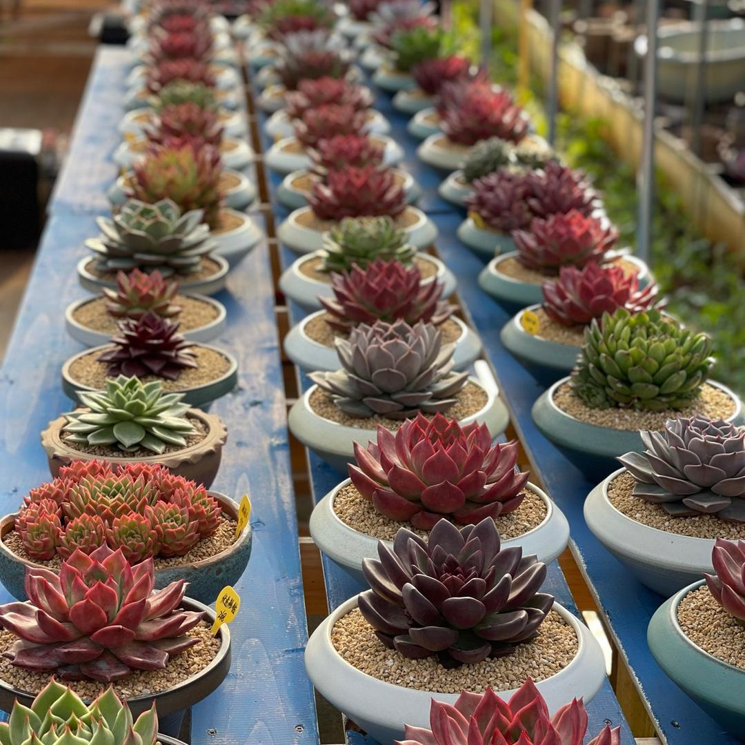 珮琪花艺
