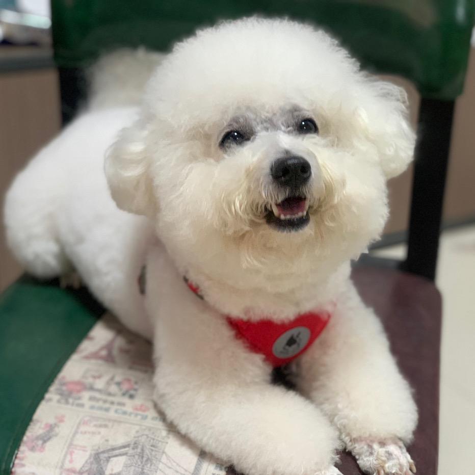 来福是只“比熊”🐶
