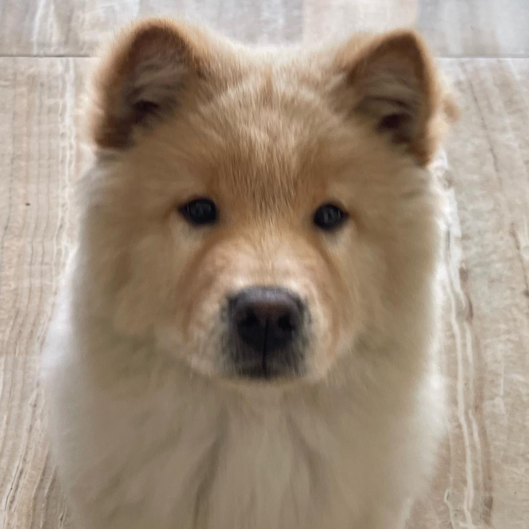 大王叫我来寻狗