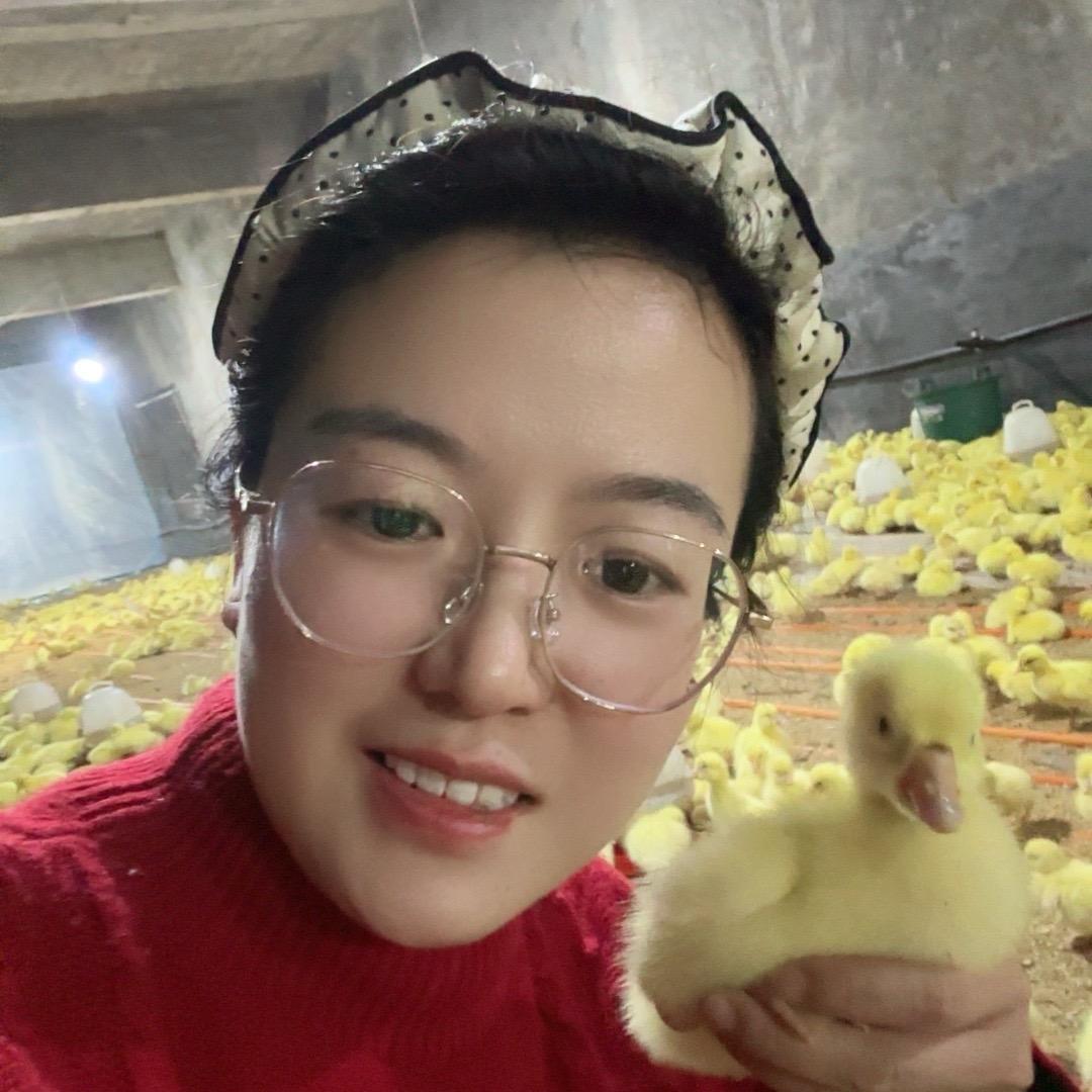 农人凤姐聊养鹅