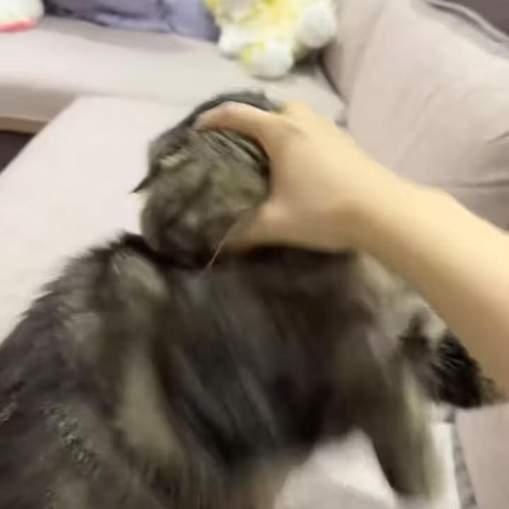🐜蚂蚁🐜（手工版