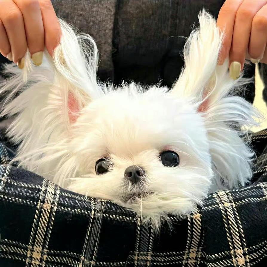 狗毛盖饭