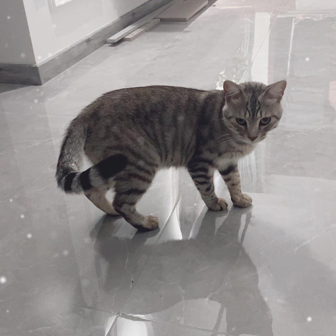 猫十八🐈