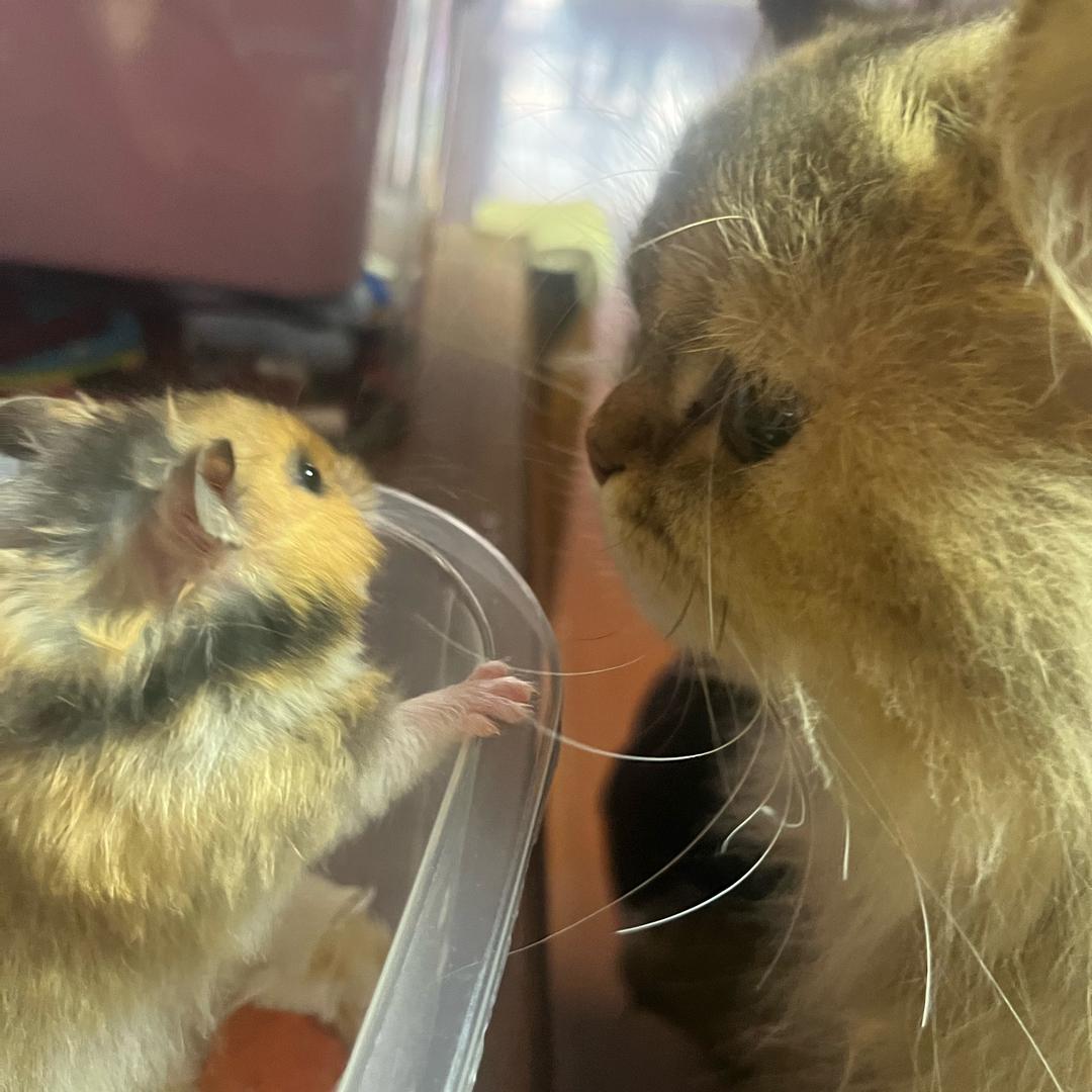 晶晶:: ೖ(⑅σ̑ᴗσ̑)ೖ ::