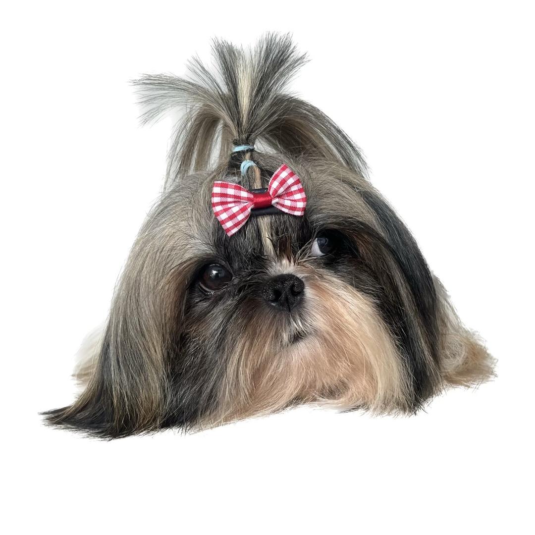 阿财犬业、西西