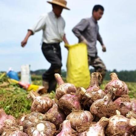 高收-地下作物研究院（小玉讲大蒜）