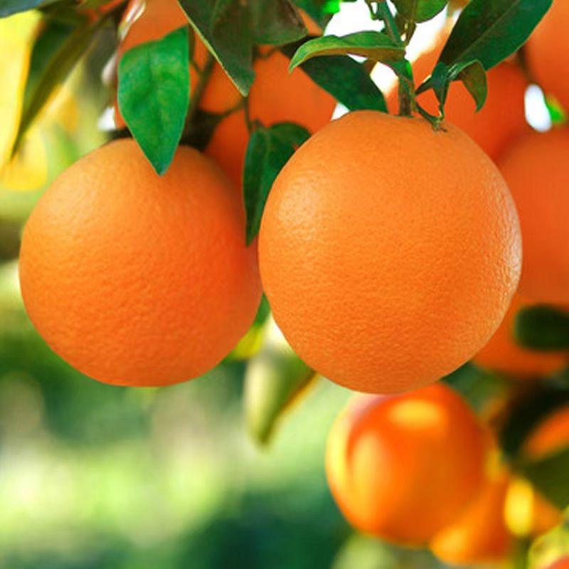 蓝君果蔬旗舰店