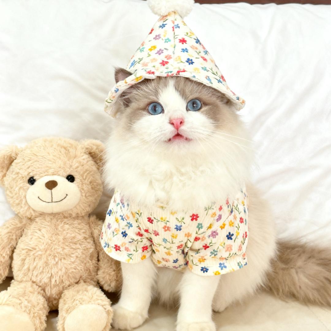 会子.