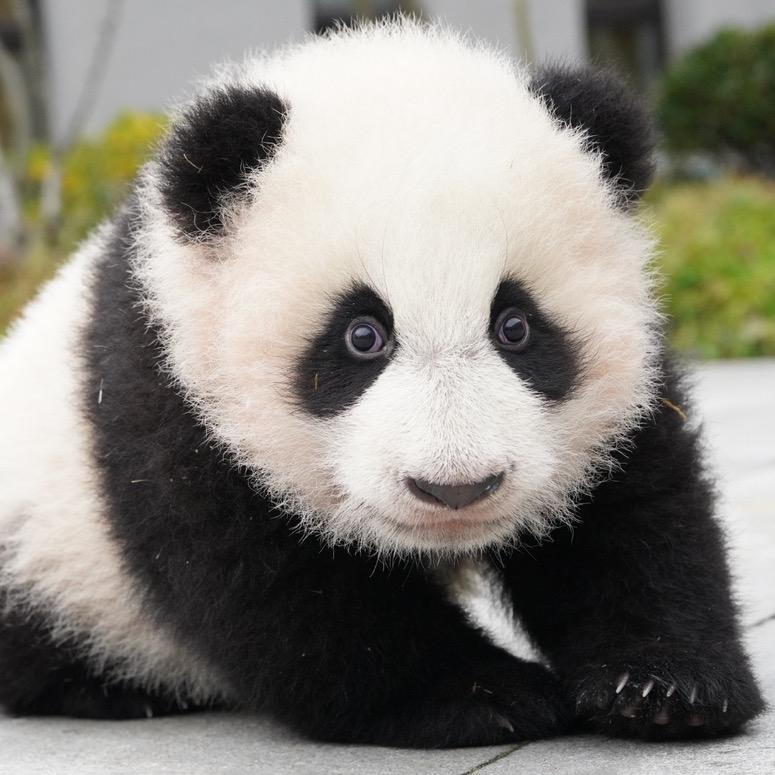 黑白花Panda🐼