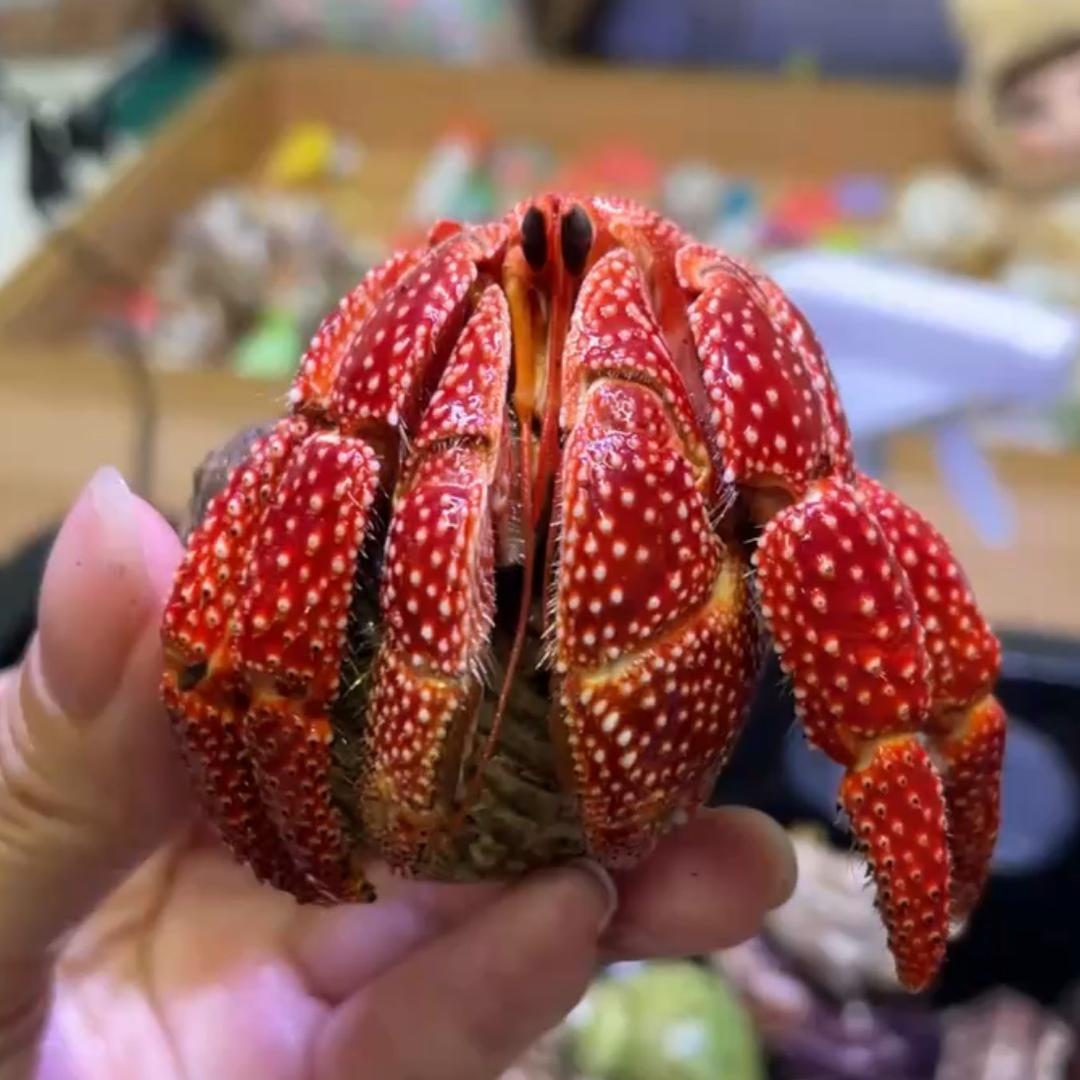 明珠寄居蟹萌宠馆