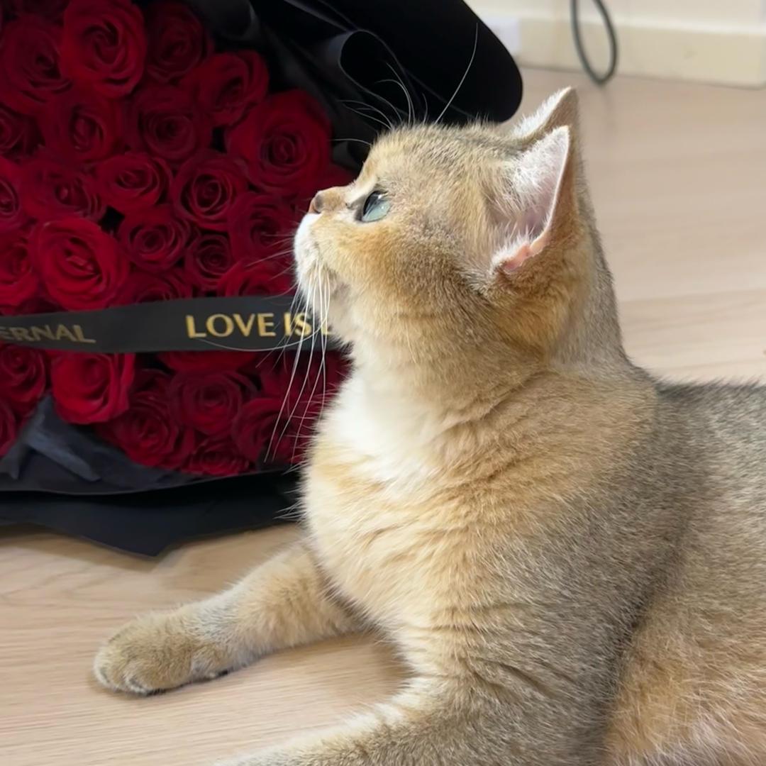 纯情小猫咪