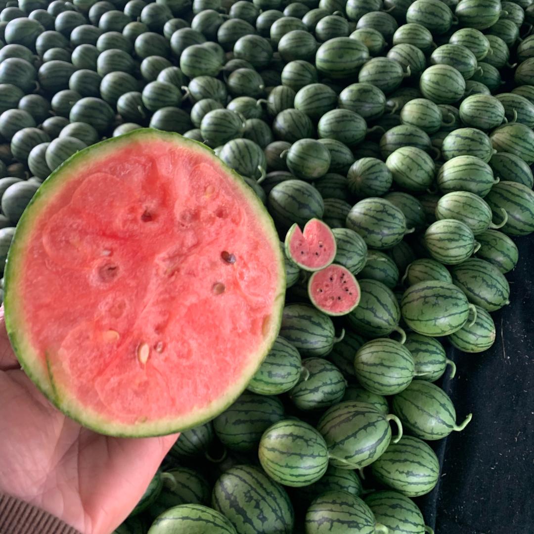 潍坊西瓜🍉代收🍉代发团队