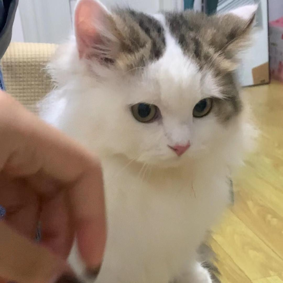 yy的小猫圈