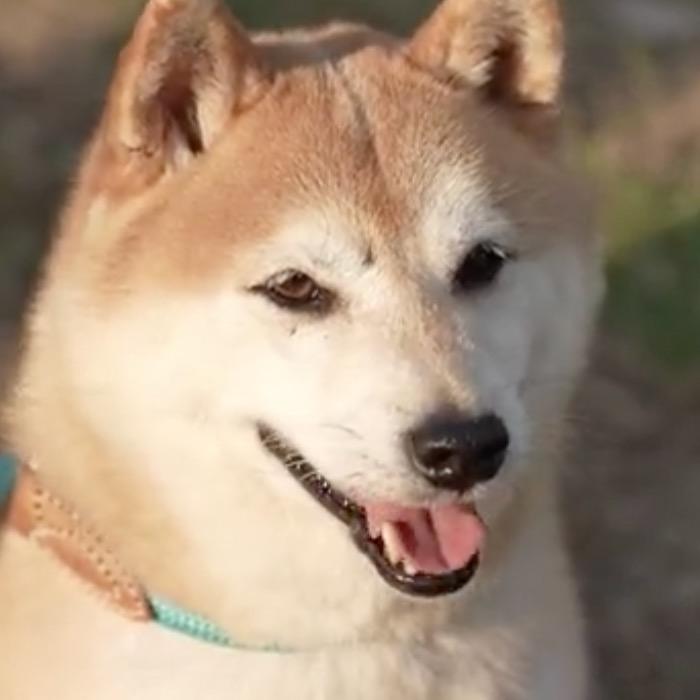 我是柴犬登登