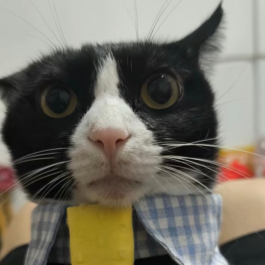 流泪背井离乡打工熬夜黑眼圈猫猫头