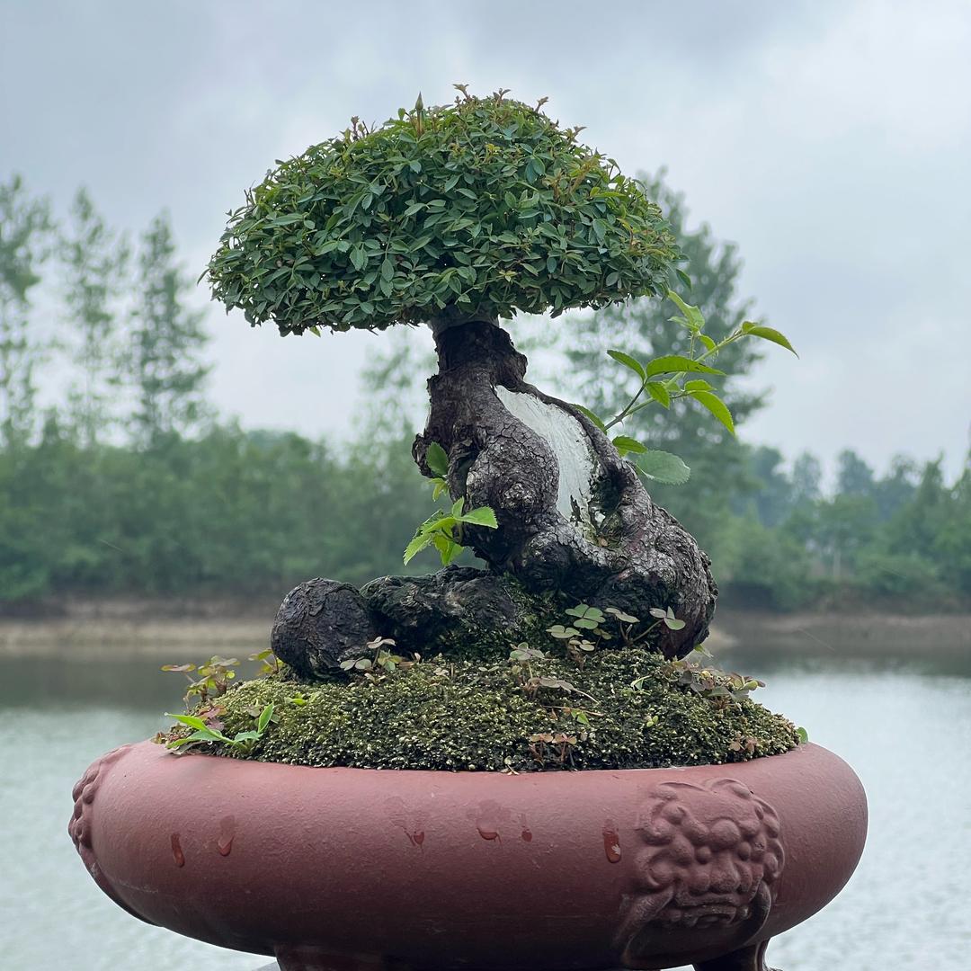 花农