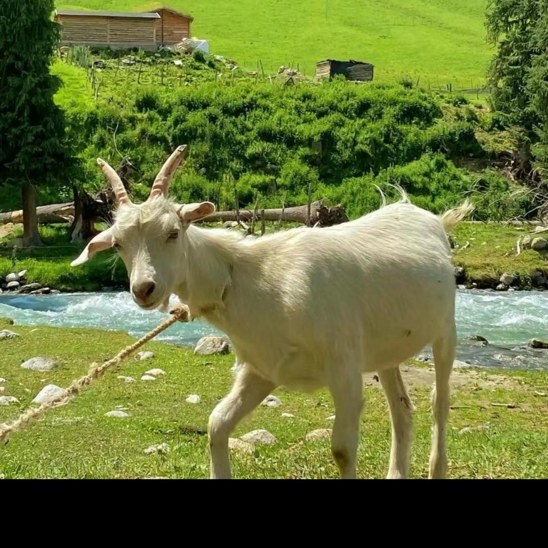 小橙酱