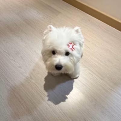 愛吃土豆丝^