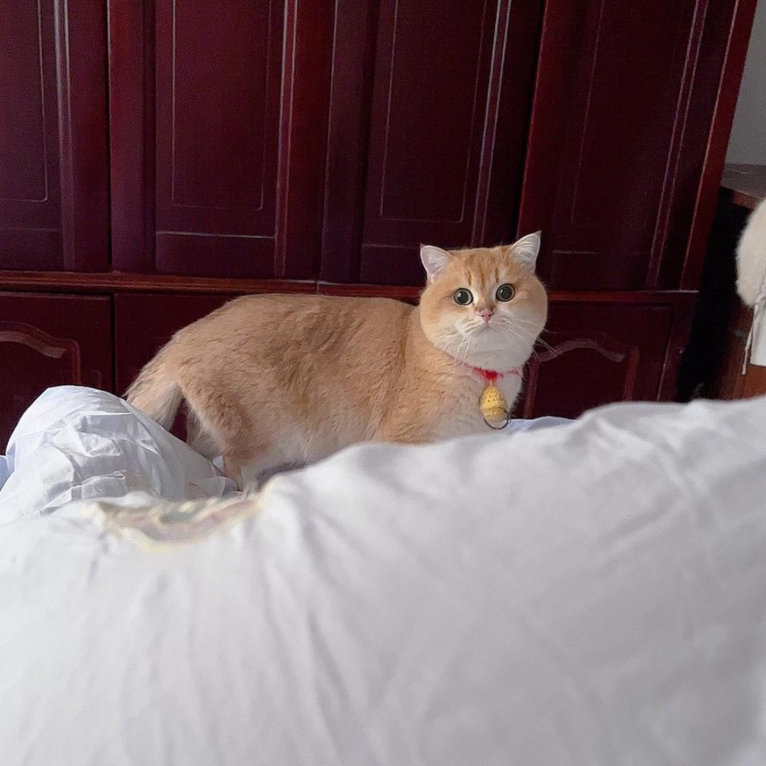 唐小猫