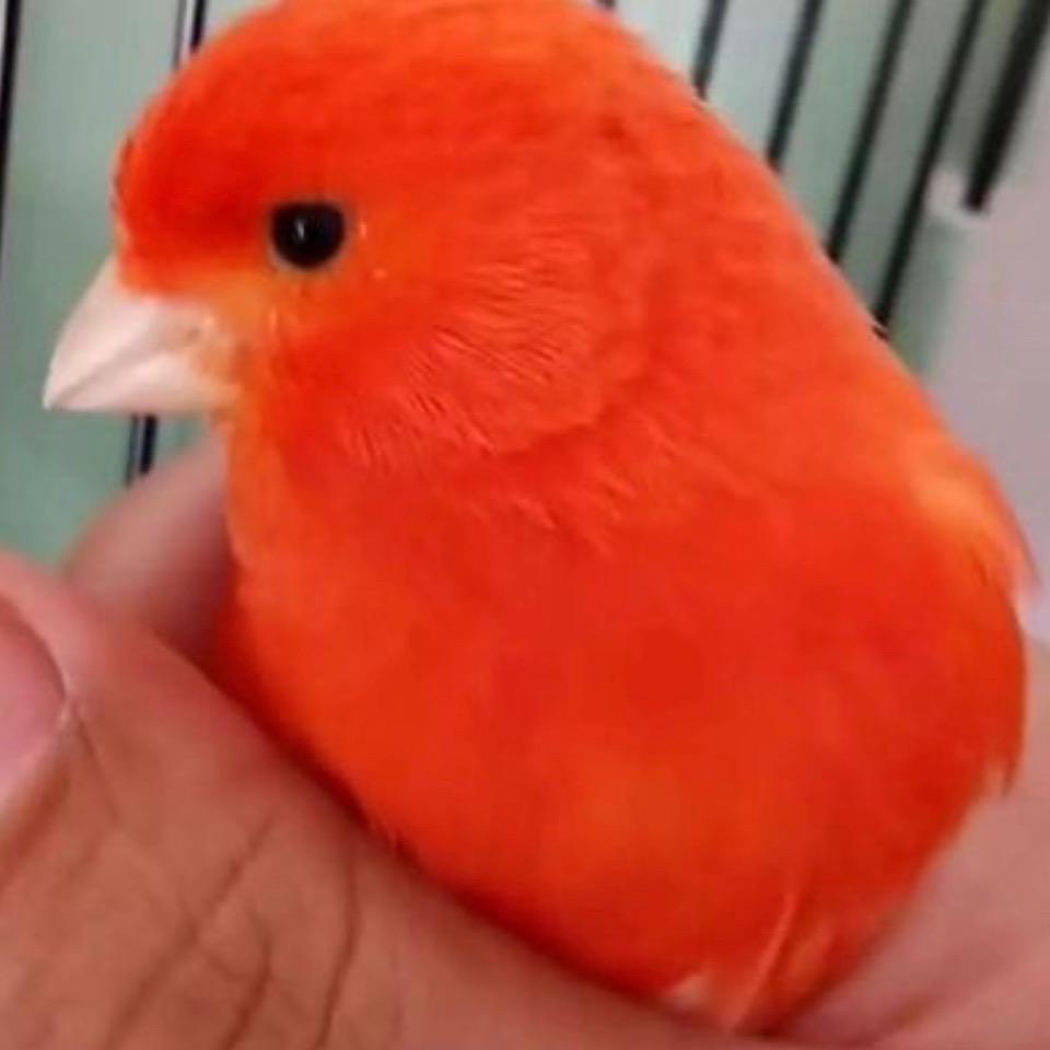 盘锦东子玉鸟芙蓉鸟丝雀萌宠养殖