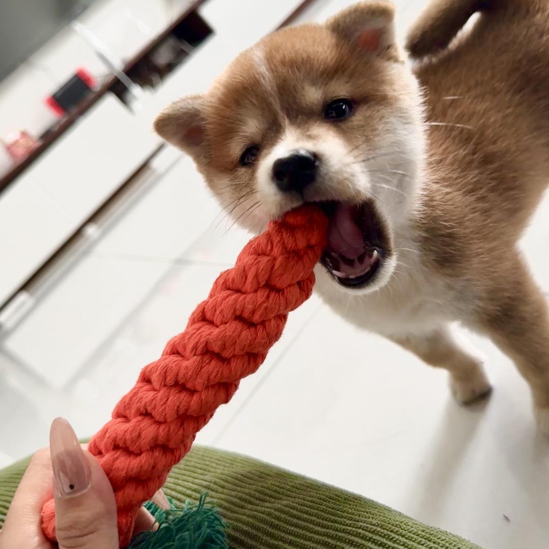 萌动力宠物服饰