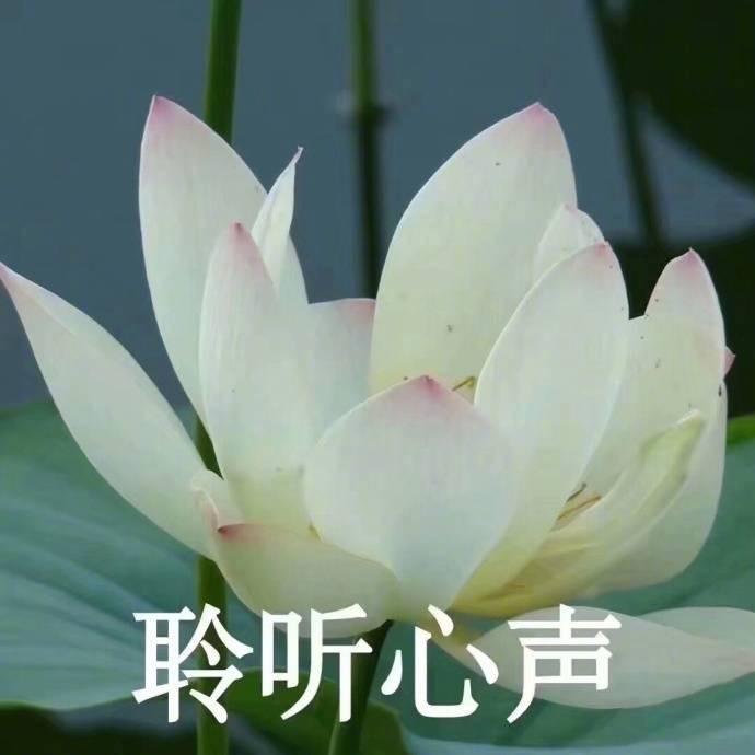 Soa5y（重生版