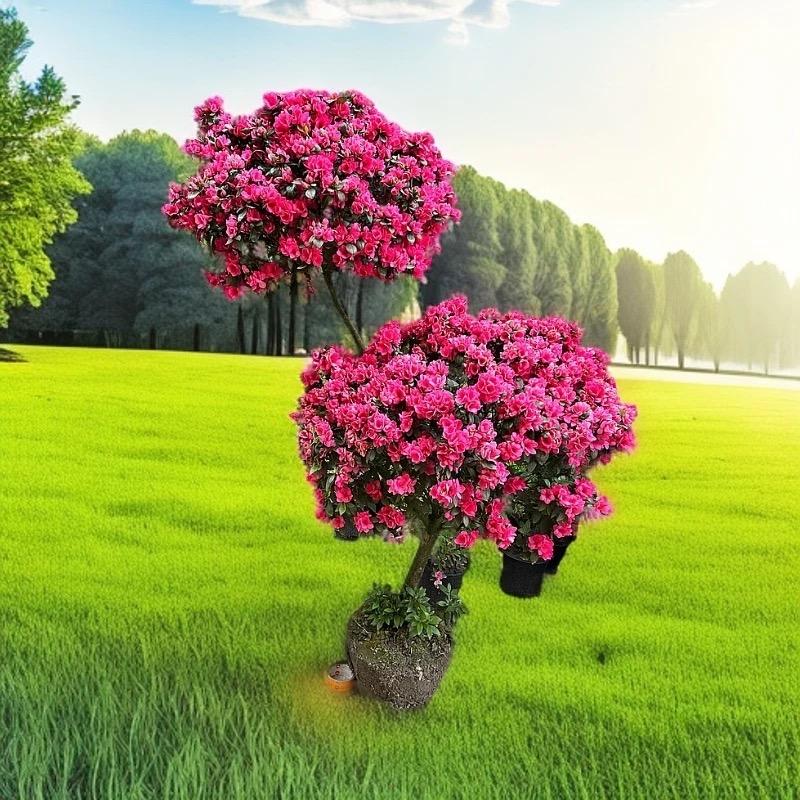 A同花顺花卉