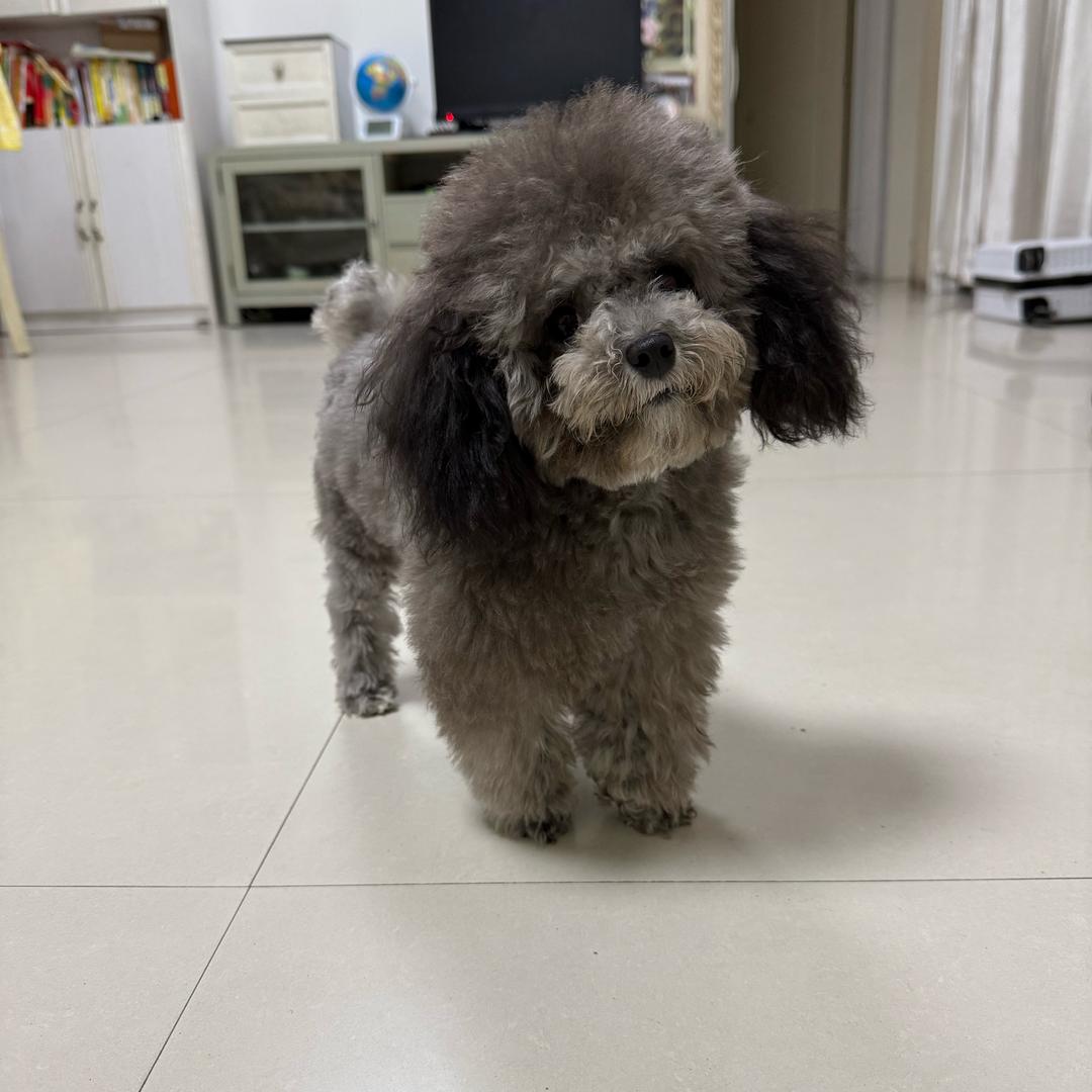 小米是只狗