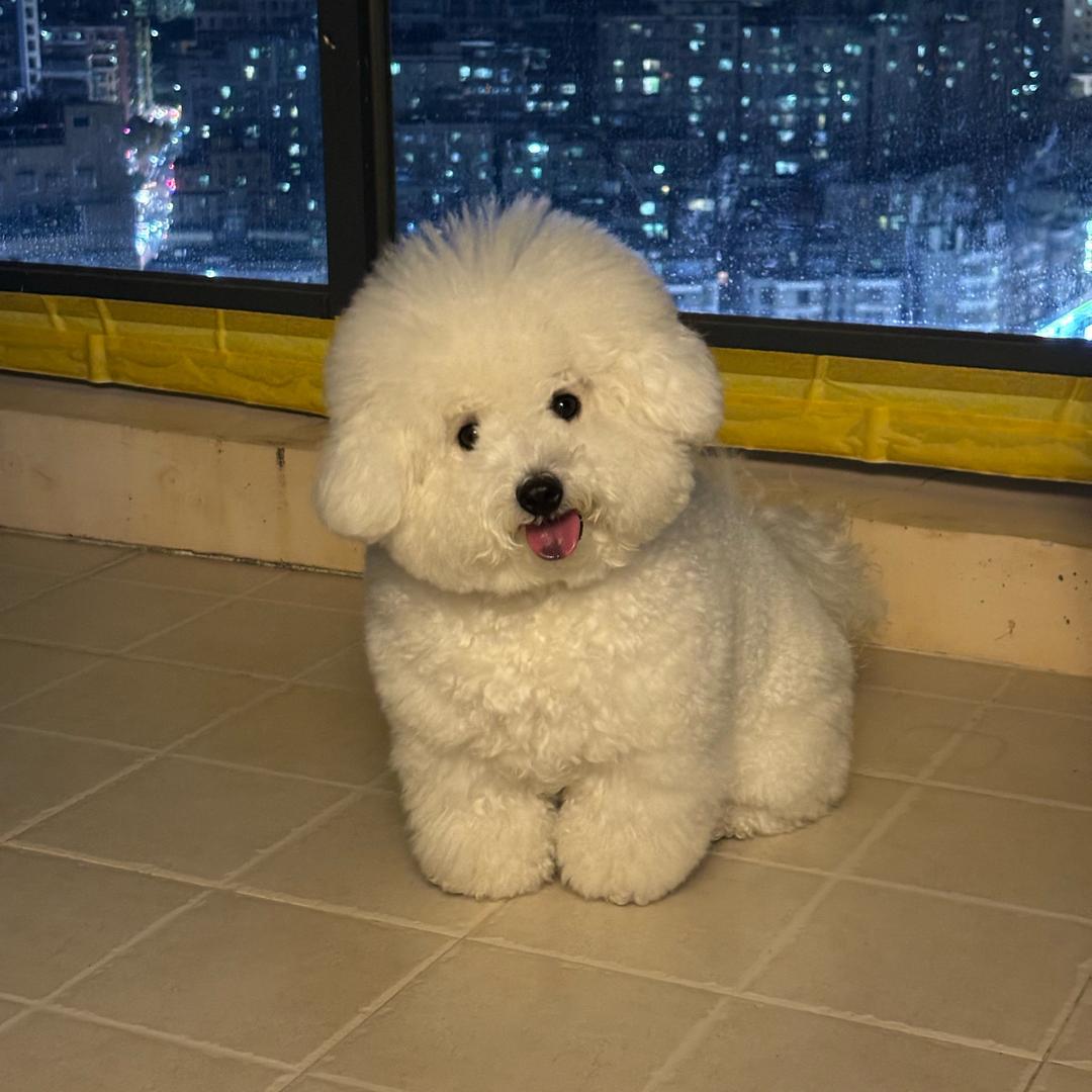 小比熊雪球