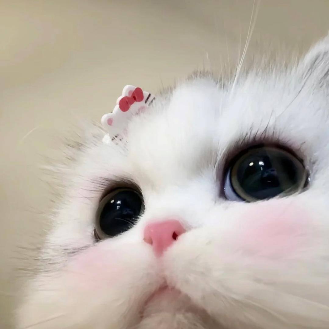 莫西莫西～