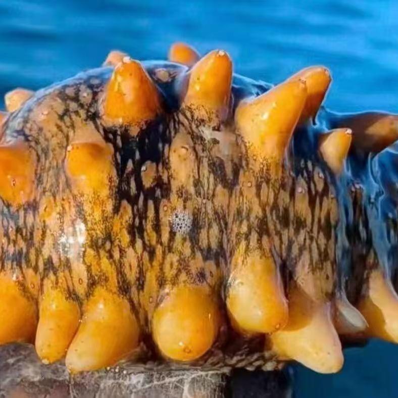 福仓海海参加工工厂店