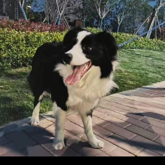 佛系◡̈