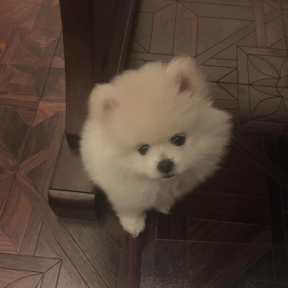 小白的su7