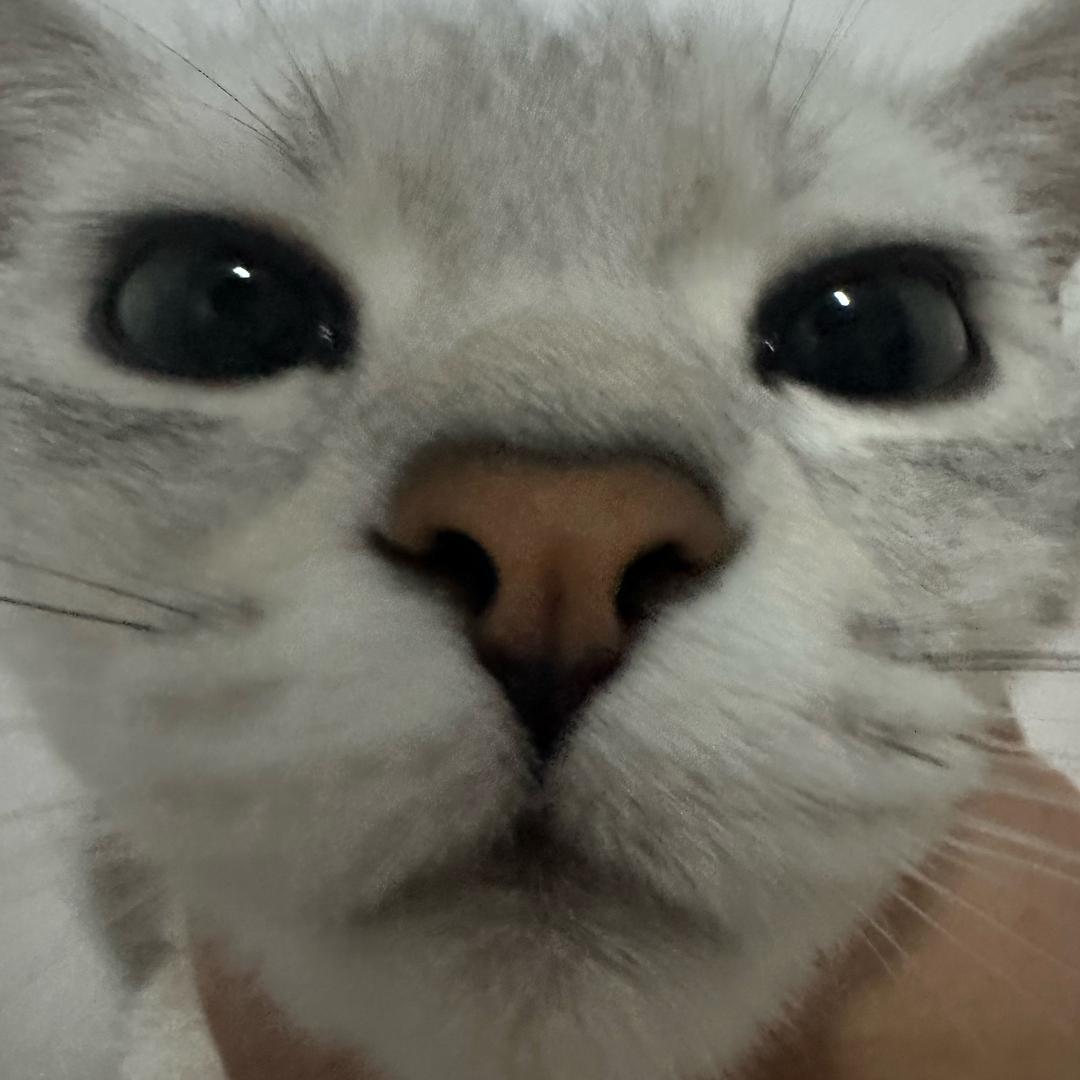 迟迟