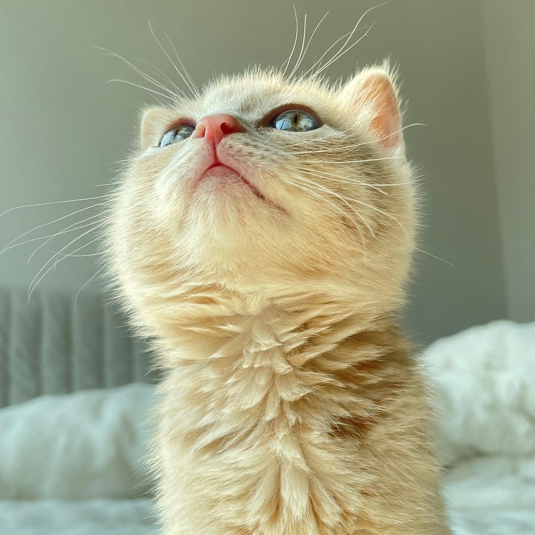 糍粑是一只🐱