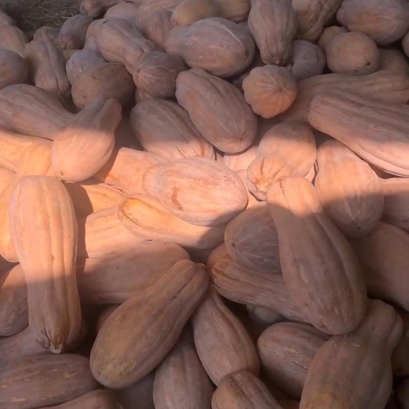 松滋市丁家垴农产品专业合作社