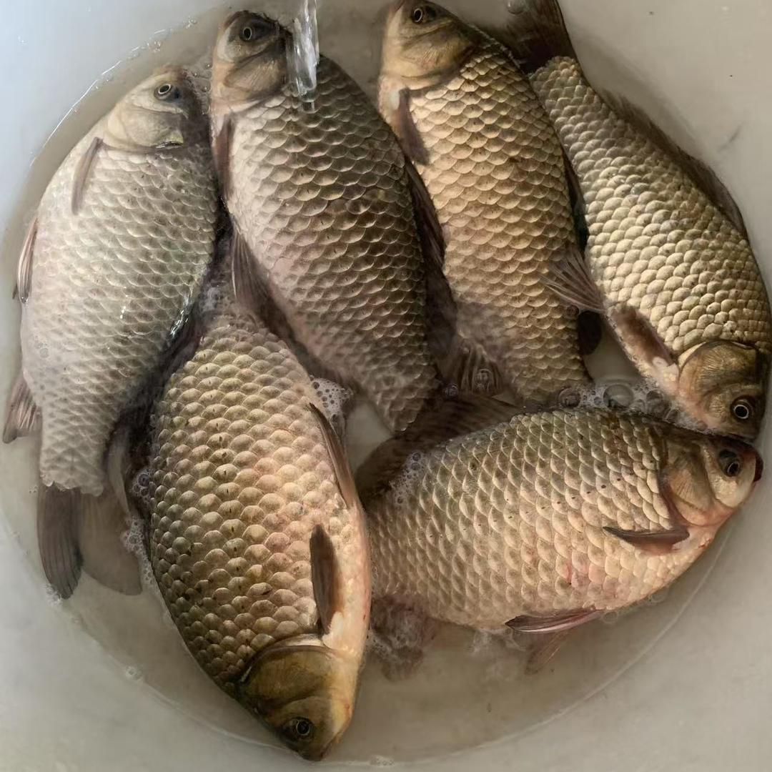 穆宣窝料（大阪鲫）