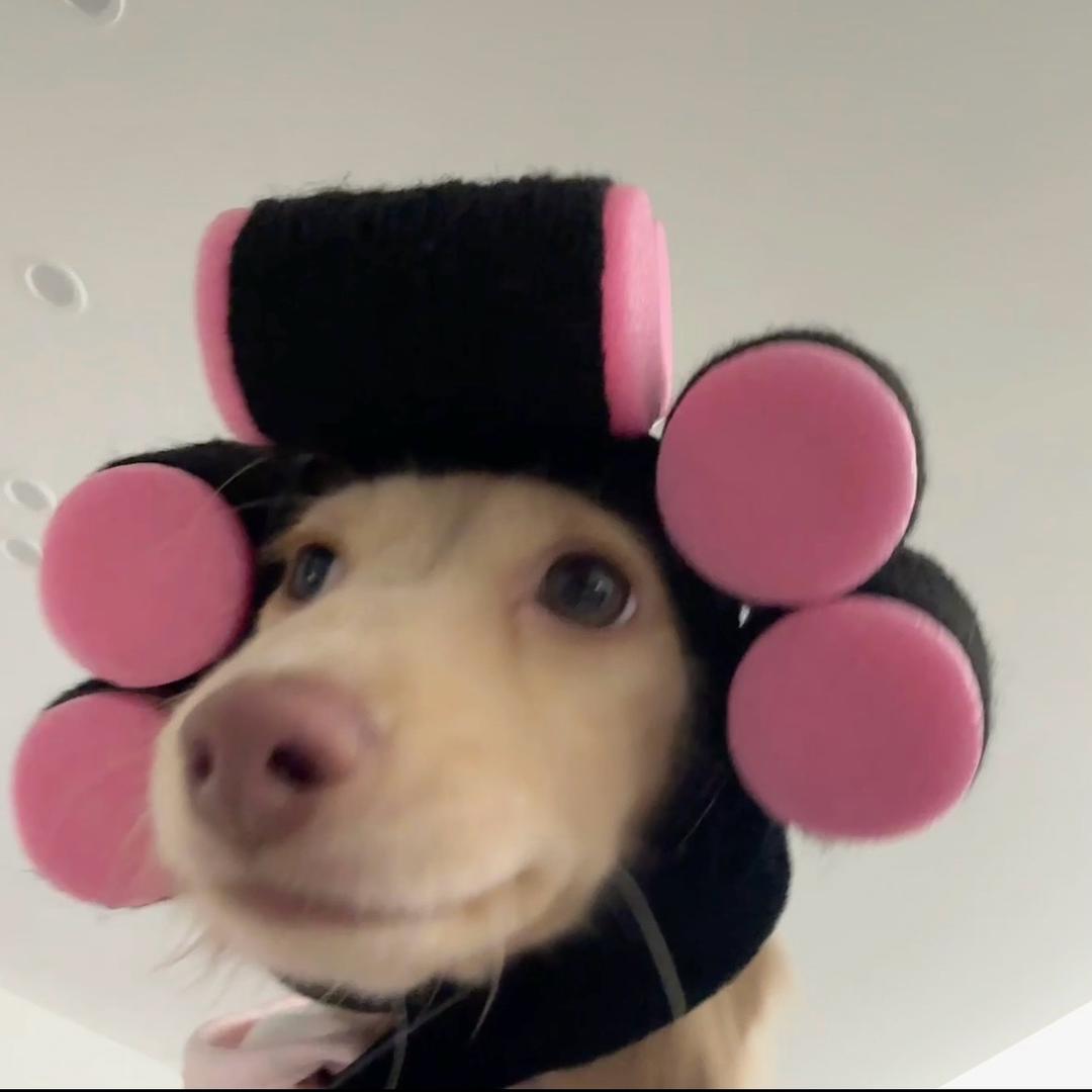 洛洛熊.