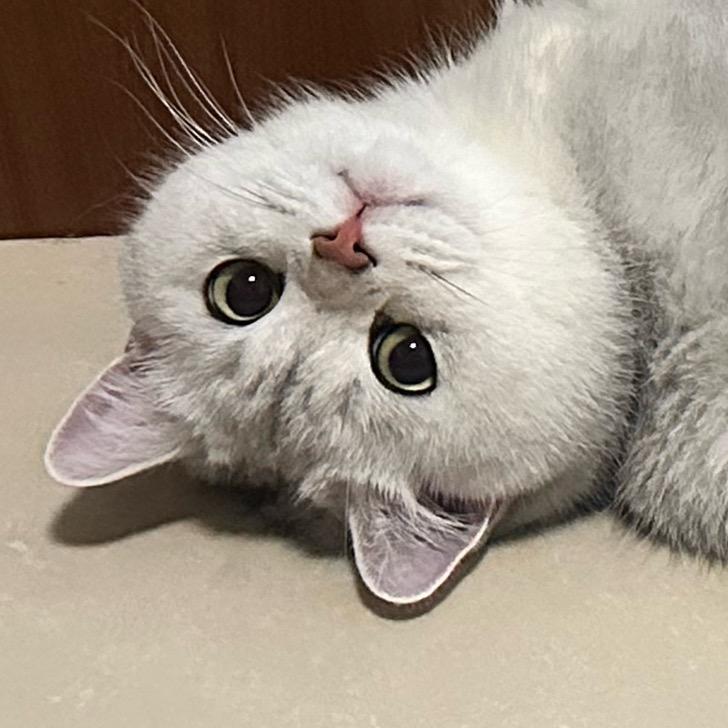 啵崽很忙（求关注版）